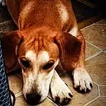 Dog, Carnivore, Dog breed, Fawn, Companion dog, Wood, Comfort, Hardwood, Working Animal, Bored, Paw, Beaglier, Scent Hound, Furry friends, Canidae, Whiskers, Tail, Hound