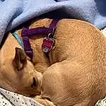 Dog, Comfort, Carnivore, Dog Supply, Dog breed, Fawn, Companion dog, Pet Supply, Snout, Linens, Dog Bed, Liver, Toy Dog, Working Animal, Canidae, Nap, Sleep, Paw, Non-sporting Group