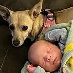Skin, Head, Dog, Comfort, Carnivore, Fawn, Baby, Toddler, Companion dog, Toy Dog, Baby & Toddler Clothing, Chihuahua, Dog Supply, Dog breed, Whiskers, Baby Sleeping, Working Animal, Linens, Child
