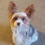 Dog, Dog Supply, Carnivore, Dog breed, Companion dog, Fawn, Toy Dog, Terrier, Snout, Small Terrier, Liver, Canidae, Furry friends, Yorkshire Terrier, Pet Supply, Biewer Terrier, Working Animal, Australian Terrier, Water Dog