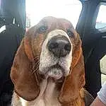 Dog, Dog breed, Liver, Carnivore, Companion dog, Fawn, Working Animal, Vehicle Door, Whiskers, Snout, Comfort, Canidae, Automotive Mirror, Furry friends, Family Car, Scent Hound, Luxury Vehicle, Metal, Selfie