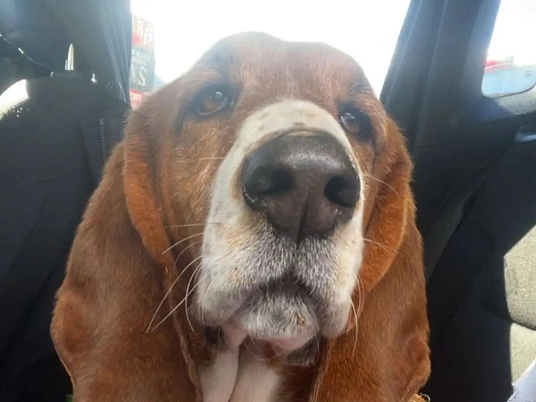 Dog, Dog breed, Liver, Carnivore, Companion dog, Fawn, Working Animal, Vehicle Door, Whiskers, Snout, Comfort, Canidae, Automotive Mirror, Furry friends, Family Car, Scent Hound, Luxury Vehicle, Metal, Selfie