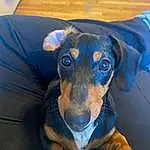Dog, Dog breed, Carnivore, Companion dog, Working Animal, Fawn, Whiskers, Snout, Electric Blue, Canidae, Guard Dog, Working Dog, Dog Supply, Furry friends, Puppy, Pinscher, Pet Supply, Dog Clothes, Terrestrial Animal