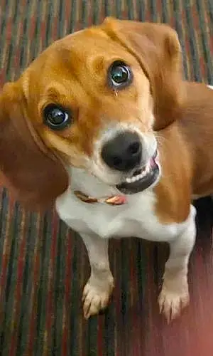 Name Beagle Dog Diamond