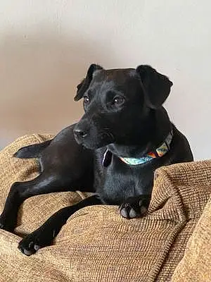 Patterdale Terrier Dog Amadán