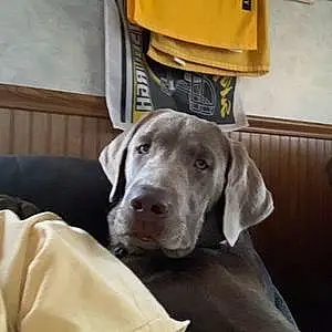 Name Labrador Retriever Dog Ollie