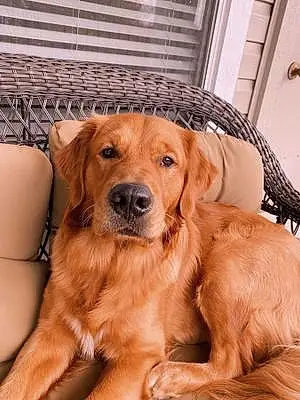Name Golden Retriever Dog Reggie