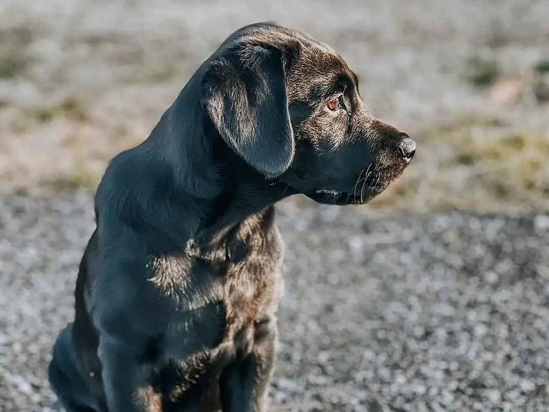 Eyes, Dog, Working Animal, Collar, Carnivore, Dog breed, Companion dog, Fawn, Terrestrial Animal, Dog Collar, Snout, Tail, Whiskers, Liver, Canidae, Road Surface, Pet Supply, Soil, Gun Dog