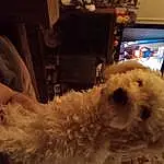 Dog, Water Dog, Carnivore, Dog breed, Companion dog, Toy Dog, Working Animal, Poodle, Picture Frame, Television, Terrier, Sunglasses, Small Terrier, Furry friends, Labradoodle, Comfort, Chair, Canidae, Bichon