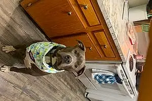 Pitt Bull Terrier Dog Mylo