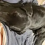 Dog, Comfort, Dog breed, Grey, Fawn, Carnivore, Liver, Whiskers, Snout, Companion dog, Linens, Human Leg, Bag, Furry friends, Canidae, Working Animal, Sportswear, Guard Dog, Leather