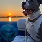 Sky, Dog, Water, Blue, Carnivore, Boat, Dog breed, Collar, Fawn, Companion dog, Dog Collar, Smile, Lake, Snout, Working Animal, Flash Photography, Horizon, Ocean, Canidae