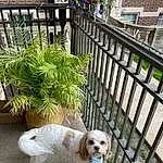 Dog, Plant, Outdoor Furniture, Carnivore, Wood, Chair, Dog breed, Fawn, Companion dog, Building, Fence, Porch, Grass, Window, Toy Dog, Hardwood, Home Fencing, Dog Supply, Deck