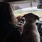 Dog, Carnivore, Automotive Mirror, Fawn, Vehicle Door, Companion dog, Tints And Shades, Comfort, Snout, Automotive Lighting, Car, Rear-view Mirror, Dog breed, Windshield, Family Car, Glass, Car Seat, Automotive Window Part, Head Restraint, Furry friends