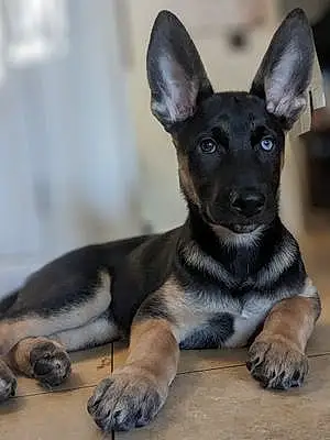 Name German Shepherd Dog Gemma