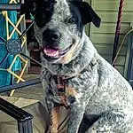 Dog, Dog breed, Carnivore, Collar, Companion dog, Fawn, Snout, Working Animal, Dog Collar, Whiskers, Canidae, Furry friends, Leash, Australian Stumpy Tail Cattle Dog, Non-sporting Group, Chair, Working Dog, Guard Dog
