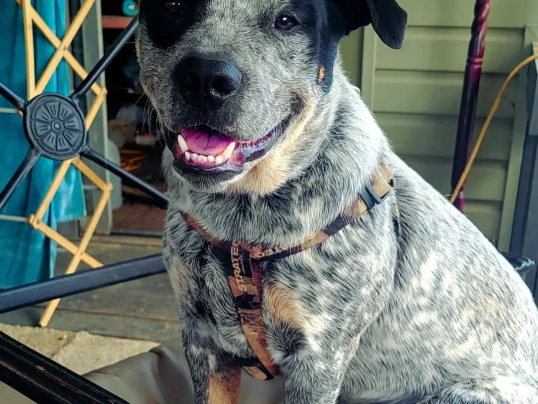 Dog, Dog breed, Carnivore, Collar, Companion dog, Fawn, Snout, Working Animal, Dog Collar, Whiskers, Canidae, Furry friends, Leash, Australian Stumpy Tail Cattle Dog, Non-sporting Group, Chair, Working Dog, Guard Dog