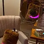 Brown, Furniture, Dog, Couch, Purple, Carnivore, Comfort, Interior Design, Lamp, Felidae, Companion dog, Living Room, Dog breed, Small To Medium-sized Cats, Studio Couch, Room, Magenta