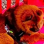 Felidae, Dog, Textile, Orange, Carnivore, Dog breed, Chow Chow, Fawn, Companion dog, Whiskers, Snout, Liver, Furry friends, Working Animal, Terrestrial Animal, Canidae, Magenta, Small To Medium-sized Cats, Natural Material, Toy Dog