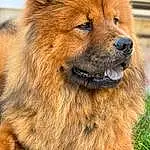 Dog, Dog breed, Chow Chow, Carnivore, Whiskers, Companion dog, Fawn, Liver, Grass, Terrestrial Animal, Snout, Working Animal, Canidae, Furry friends, Giant Dog Breed, Ancient Dog Breeds, Working Dog, Non-sporting Group
