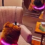 Dog, Couch, Comfort, Purple, Carnivore, Toy, Interior Design, Felidae, Fawn, Companion dog, Tints And Shades, Chair, Lamp, Dog breed, Small To Medium-sized Cats, Living Room, Magenta, Room