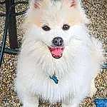 Dog, Carnivore, Dog breed, Spitz, Companion dog, Collar, Whiskers, Dog Supply, Snout, Furry friends, Canidae, Fashion Accessory, Japanese Spitz, German Spitz, Toy Dog, Electric Blue, Volpino Italiano, Non-sporting Group, Dog Collar