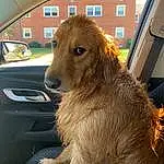 Dog, Hood, Window, Carnivore, Liver, Fawn, Automotive Mirror, Companion dog, Snout, Vehicle Door, Vehicle, Windscreen Wiper, Automotive Lighting, Personal Luxury Car, Working Animal, Furry friends, Windshield, Rear-view Mirror, Collar, Giant Dog Breed