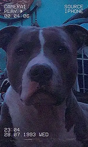 Pitt Bull Terrier Dog Axel