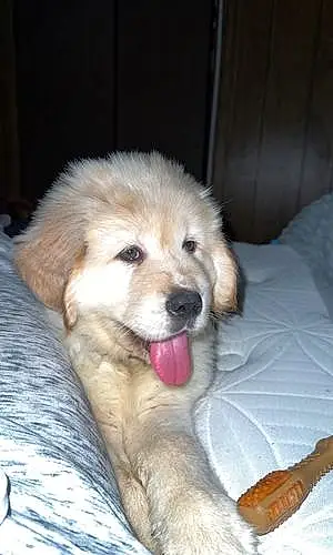 Tibetan Mastiff Dog Freyja