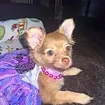 Dog, Carnivore, Dog Supply, Fawn, Companion dog, Ear, Dog breed, Whiskers, Toy Dog, Working Animal, Chihuahua, Snout, Liver, Terrestrial Animal, Canidae, Furry friends, Paw, Corgi-chihuahua, Tail