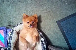 Name Pomeranian Dog Rascal
