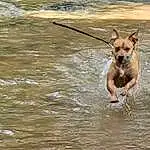 Water, Dog, Dog breed, Carnivore, Fawn, Companion dog, Lake, Working Animal, Canidae, Tail, Terrestrial Animal, Toy Dog, Liquid, Collar, Non-sporting Group, Terrier, Leash, Chihuahua