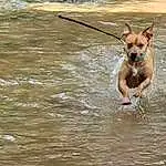 Water, Dog, Dog breed, Carnivore, Fawn, Companion dog, Lake, Working Animal, Canidae, Tail, Terrestrial Animal, Toy Dog, Liquid, Collar, Non-sporting Group, Terrier, Leash, Chihuahua