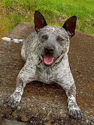Name Australian cattle dog Dog Blue