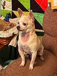Name Chihuahua Dog Otto