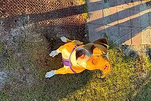 Name Pitt Bull Terrier Dog Doobie