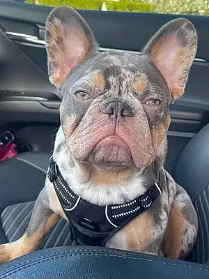 French Bulldog Dog Loki