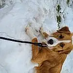 Snow, Carnivore, Dog, Dog breed, Twig, Freezing, Fawn, Whiskers, Wood, Snout, Winter, Companion dog, Tail, Tree, Furry friends, Slope, Terrestrial Animal, Canidae, Collar