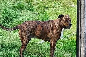 Name Staffordshire Bull Terrier Dog Zena