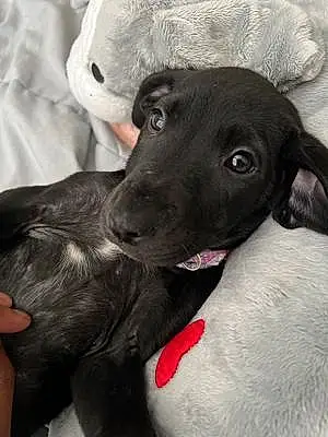 Name Labrador Retriever Dog Belle