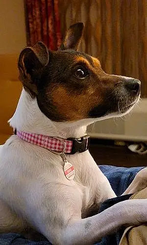 Jack Russell Dog Dixie Lou Champion