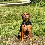 Dog, Plant, Dog breed, Carnivore, Grass, Liver, Fawn, Companion dog, Working Animal, Snout, Groundcover, Hound, Canidae, Dog Supply, Tail, Grassland, Working Dog, Pet Supply, Dog Collar