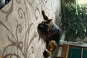 German Shepherd Dog Dart