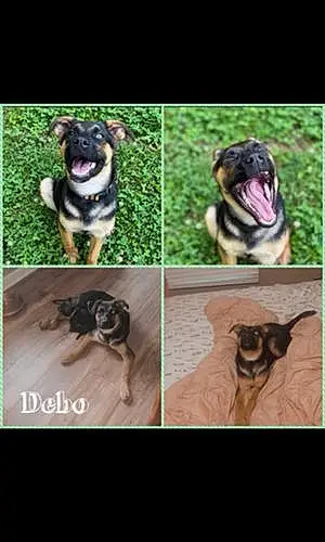  Other Dog Debo