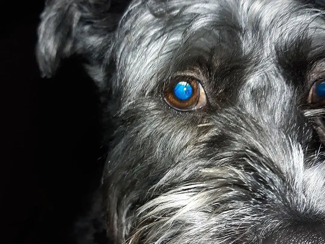 Dog, Carnivore, Companion dog, Dog breed, Toy Dog, Schnauzer, Snout, Small Terrier, Terrier, Working Animal, Whiskers, Furry friends, Canidae, Water Dog, Darkness, Terrestrial Animal, Non-sporting Group, Puppy, Ancient Dog Breeds