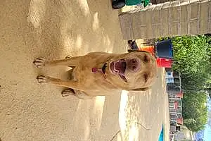 Name Labrador Retriever Dog Mia