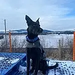 Dog, Sky, Dog breed, Blue, Cloud, Carnivore, Collar, Snow, Dog Collar, Working Animal, Snout, Companion dog, Dog Supply, Electric Blue, Freezing, Pet Supply, Winter, Canidae, Tail