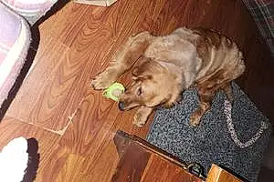Golden Retriever Dog Copper