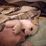 Dog, Comfort, Carnivore, Fawn, Dog breed, Felidae, Companion dog, Whiskers, Small To Medium-sized Cats, Linens, Furry friends, Toy Dog, Paw, Wood, Hardwood, Duvet, Nail, Nap, Working Animal, Bed