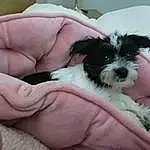 Dog, Dog breed, Carnivore, Companion dog, Water Dog, Snout, Toy Dog, Working Animal, Terrier, Canidae, Comfort, Small Terrier, Maltepoo, Mal-shi, Shih-poo, Non-sporting Group